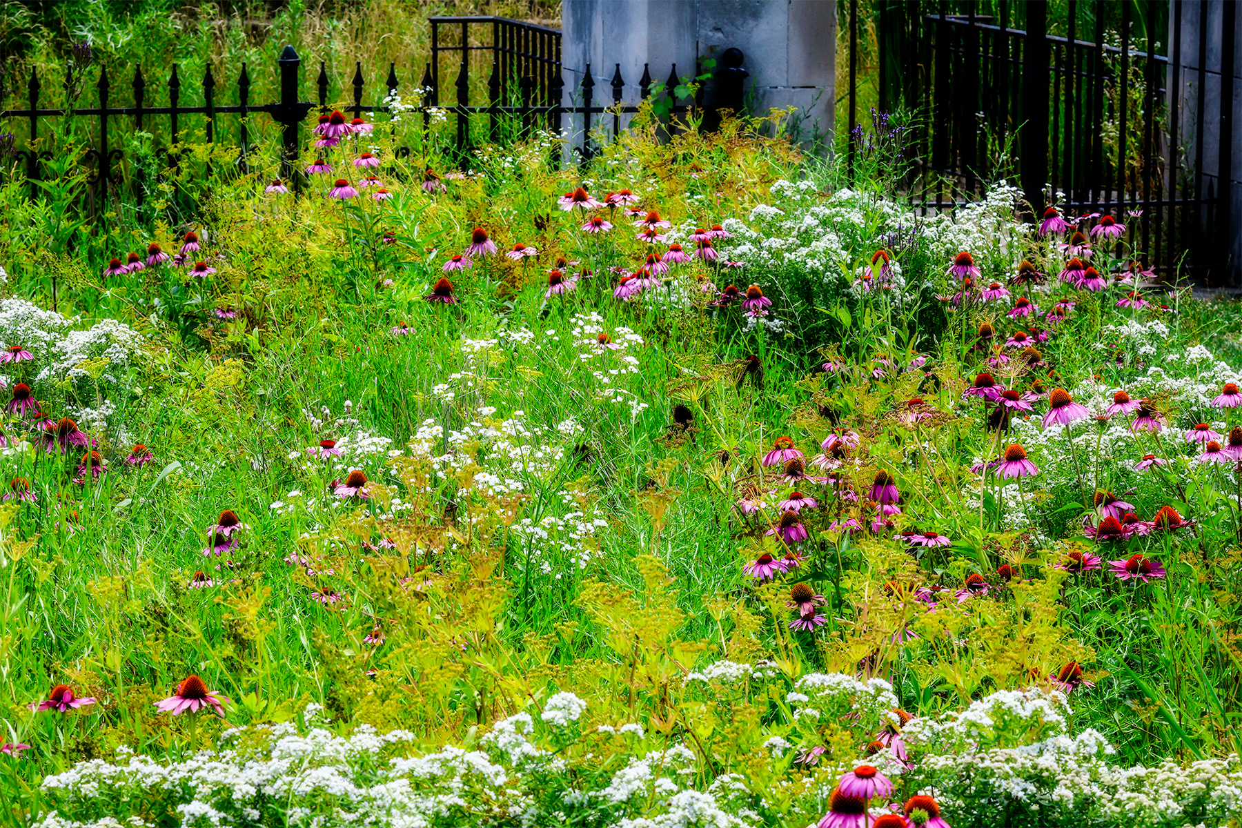 Soft-focus ethereal garden florals in muted pinks and whites