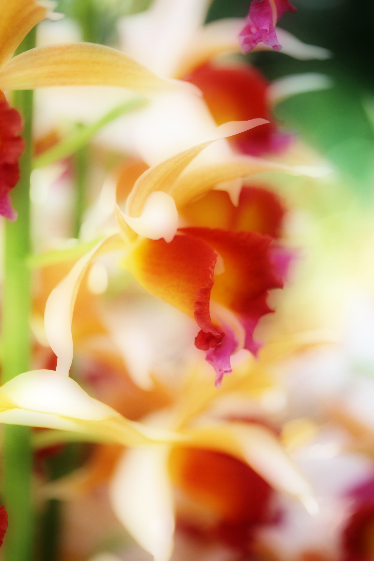 Soft-focus orchids in yellow, orange, and magenta