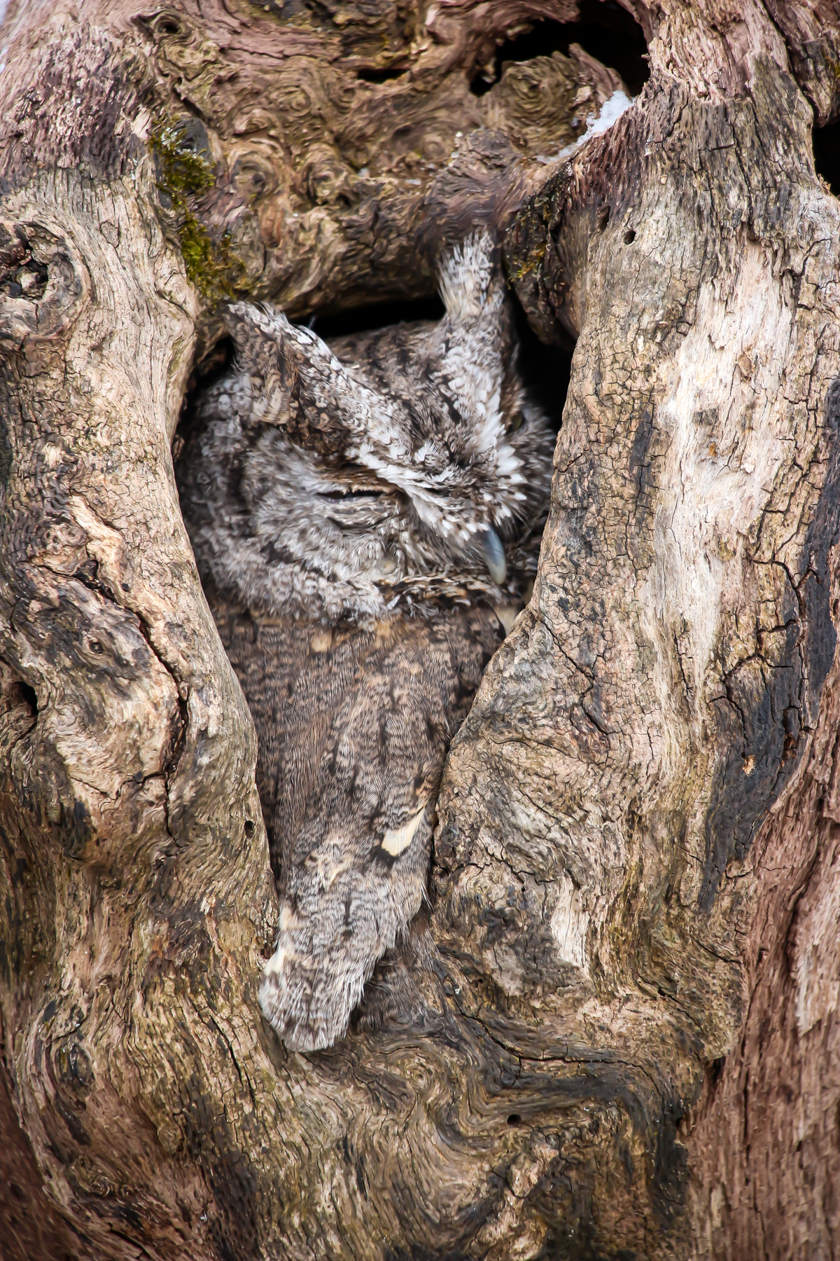 Eastern Screech-Owl peeking from a nest cavity in a weathered tree trunk